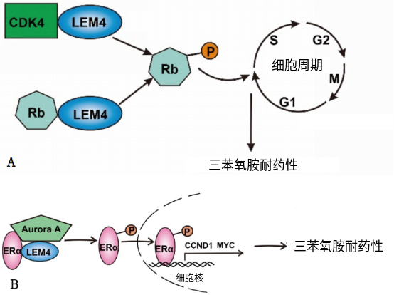 LEM4 导致三苯氧胺耐药性的分子机制